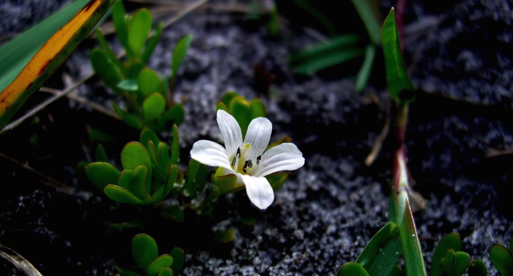 Bacopa 1000x538.jpg